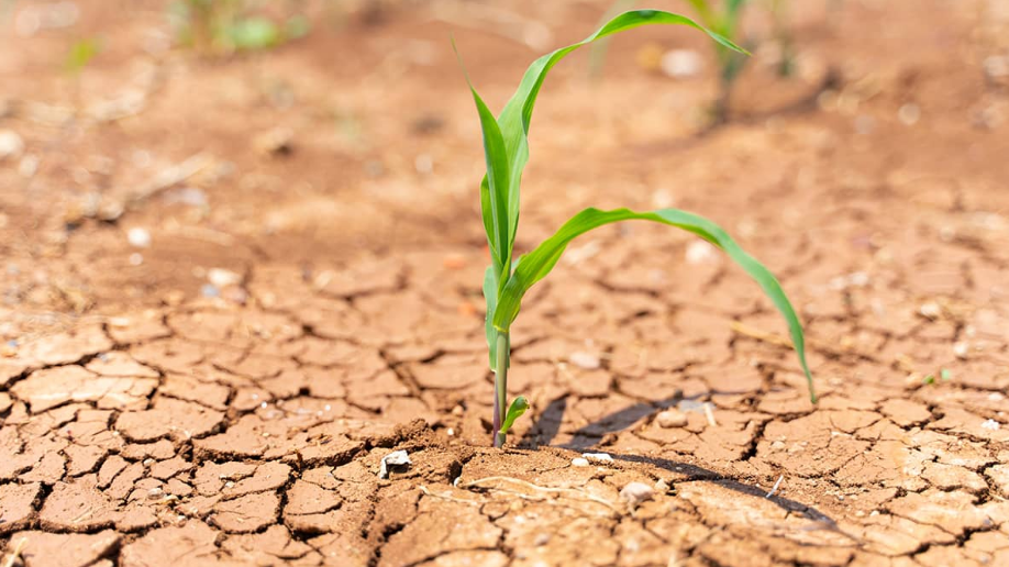 Imagen del artículo Investigadores chilenos identifican un “interruptor biológico” en plantas que redefine cómo responden al estrés por sequía y abre oportunidades para cultivos más resilientes